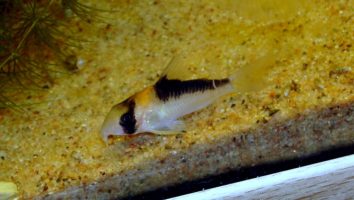 Adolfo's catfish/corydoras