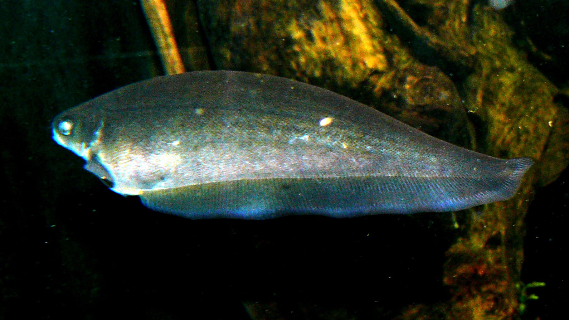 African brown knifefish