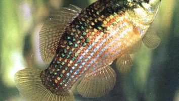 American Flagfish