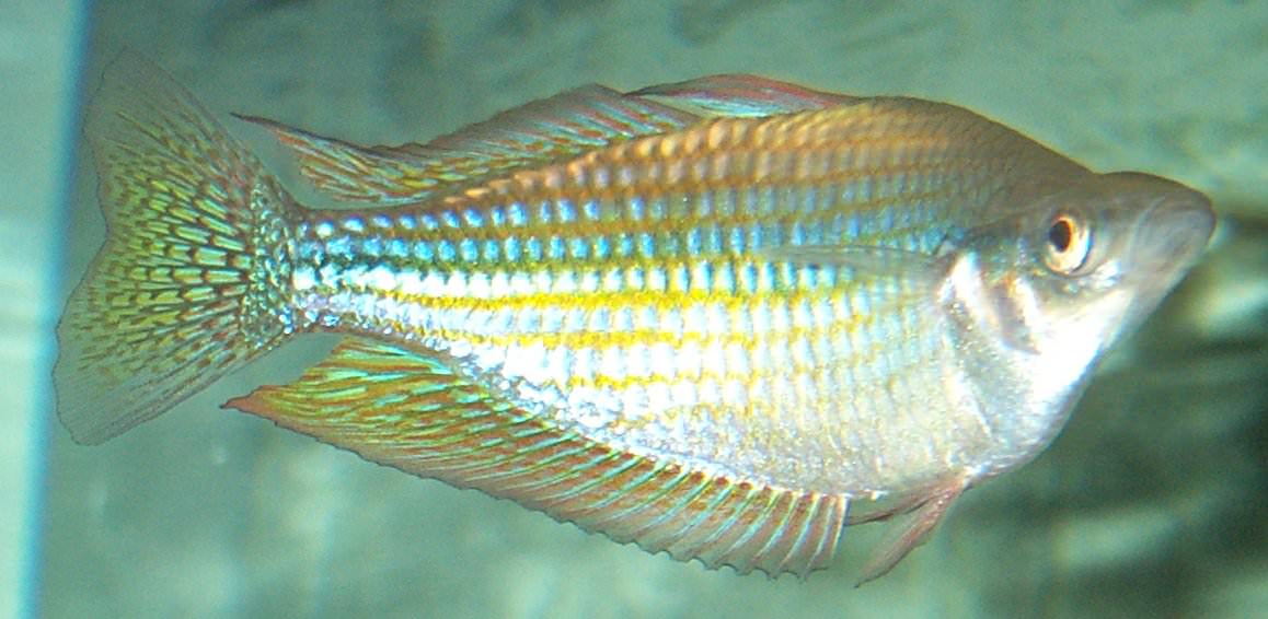 Australian rainbowfish