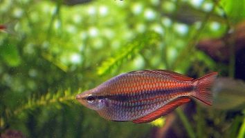 Banded rainbowfish
