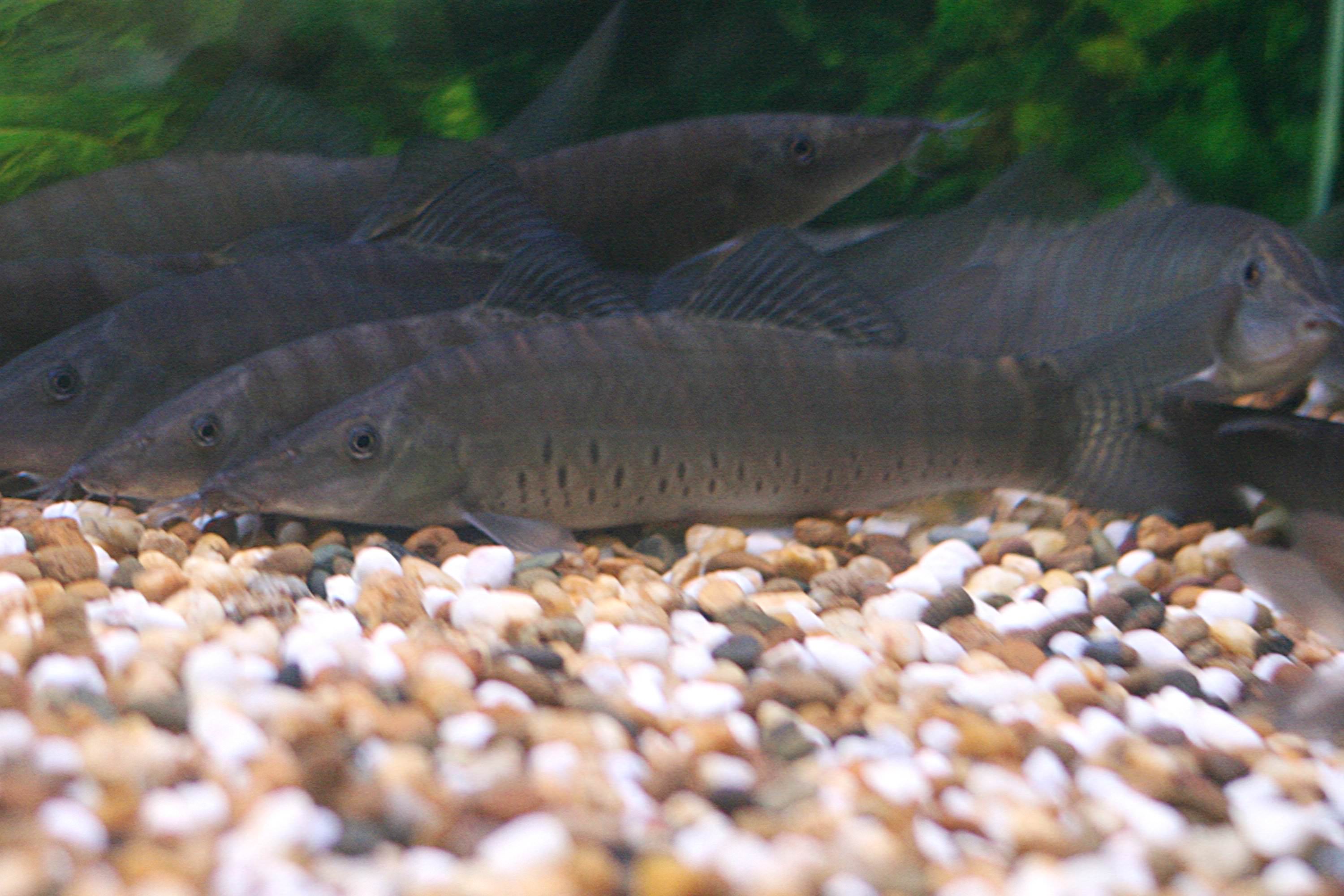 Banded tiger loach