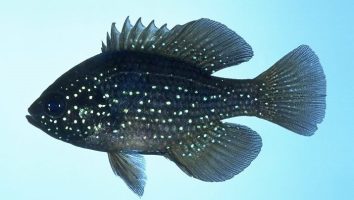 Blue-spotted sunfish