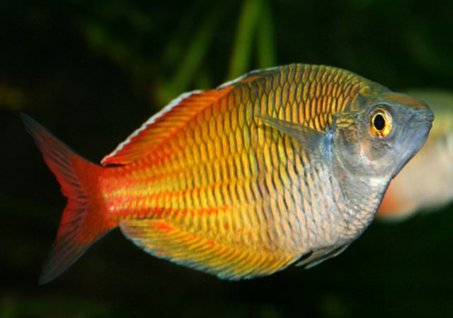 Boeseman's rainbowfish