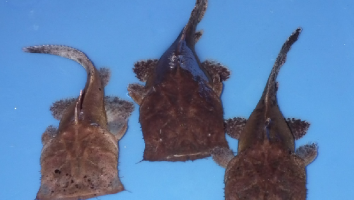 Chocolate frogmouth catfish