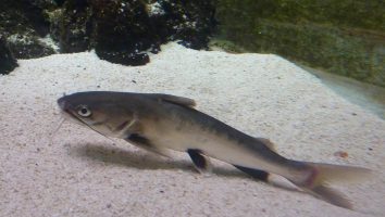 Colombian shark catfish