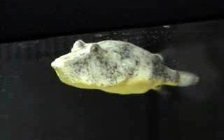 Congo pufferfish