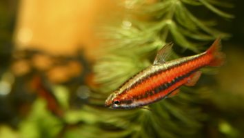 Coral-red pencilfish