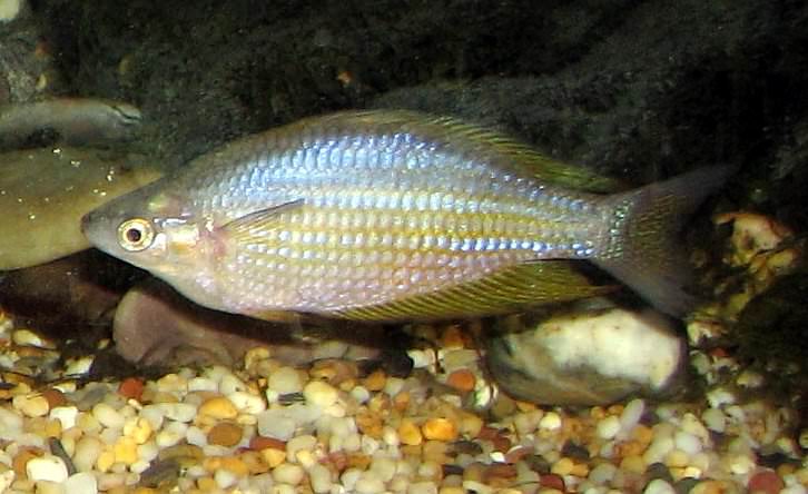 Eastern rainbowfish