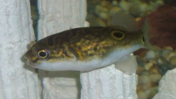 Figure 8 pufferfish