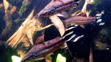 Flagtail catfish