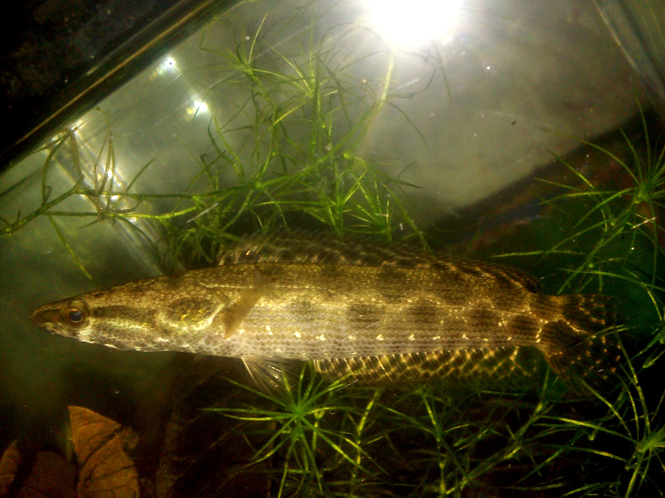 Forest snakehead