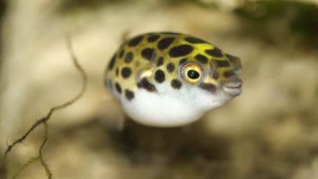Green spotted puffer