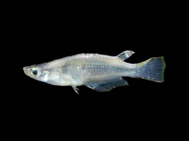 Javanese ricefish