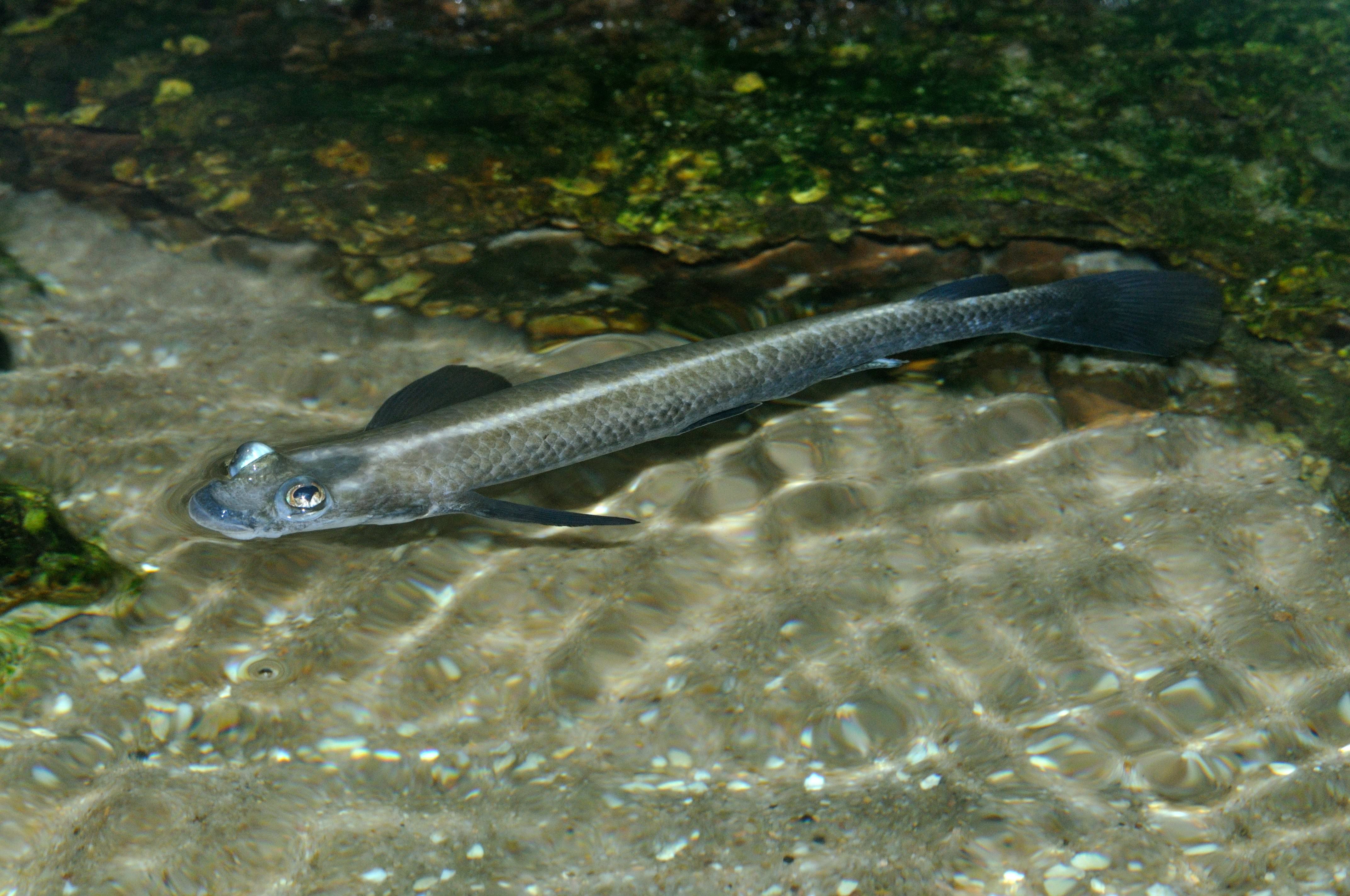 Largescale four-eyed fish
