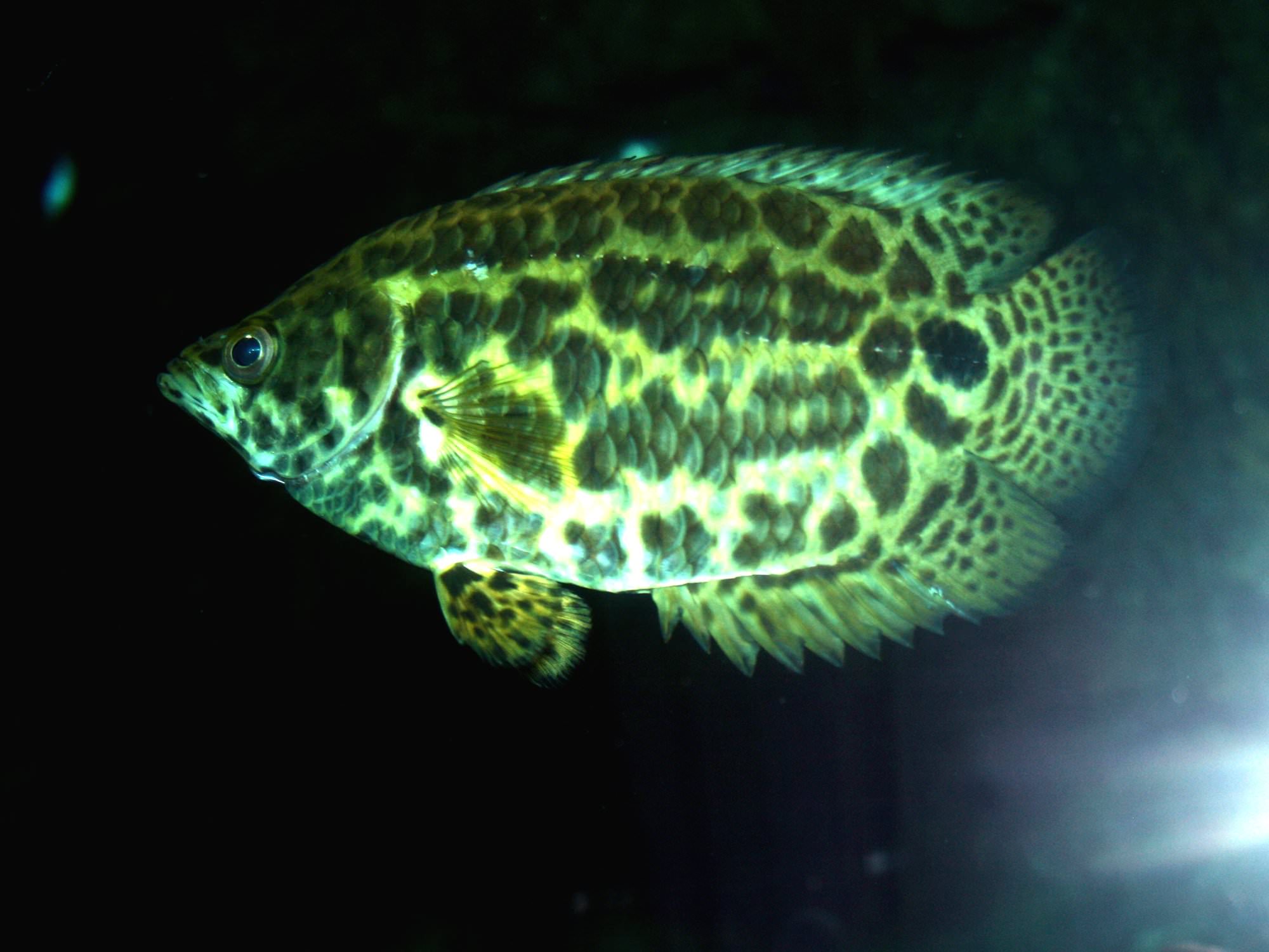 Leopard bush fish