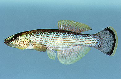 Northern Studfish