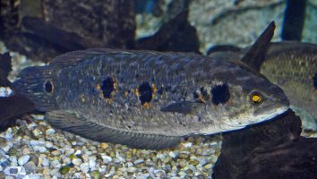 Ocellated snakehead