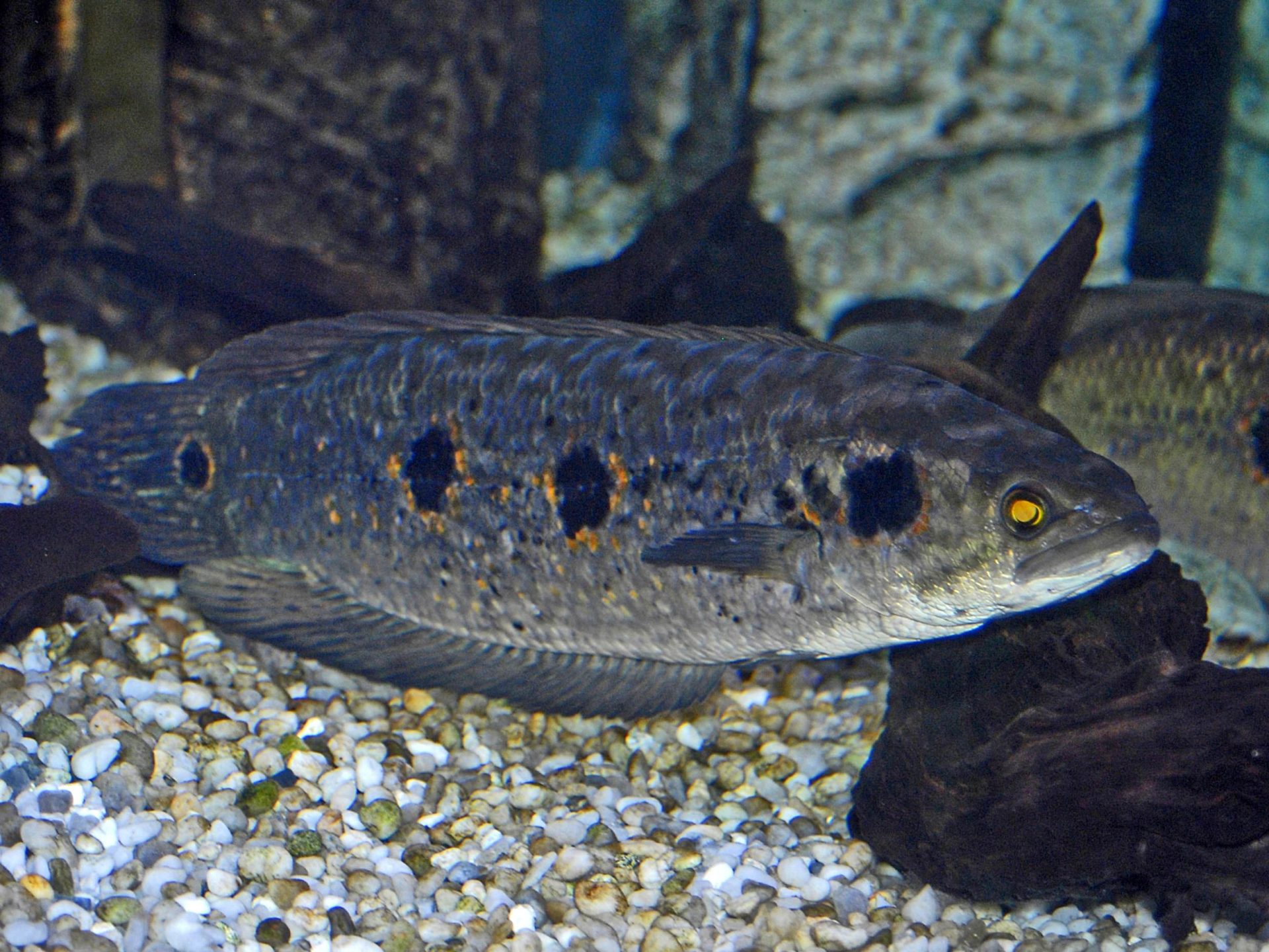 Ocellated snakehead