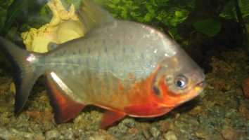 Red-bellied pacu