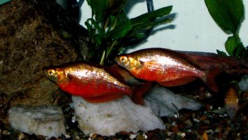Red rainbowfish