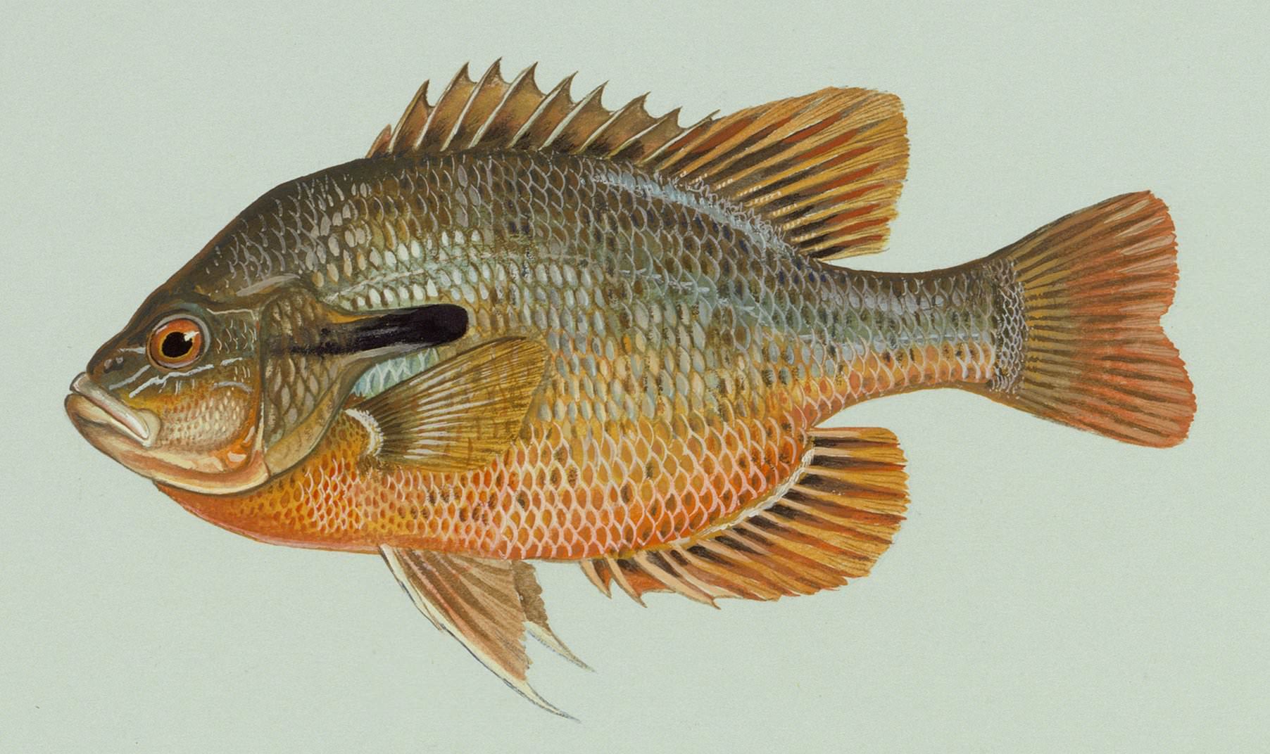 Redbreast sunfish