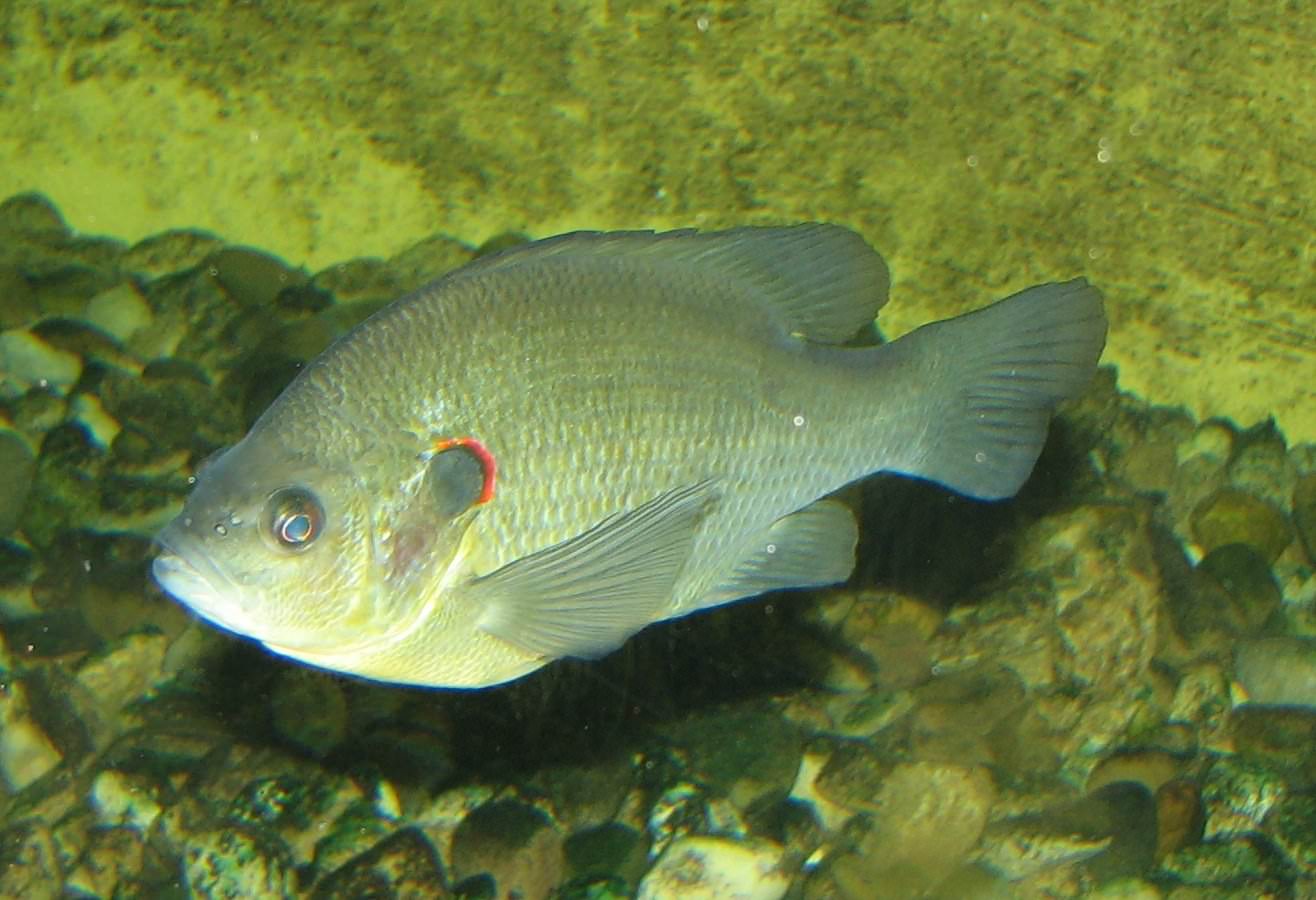Redear sunfish