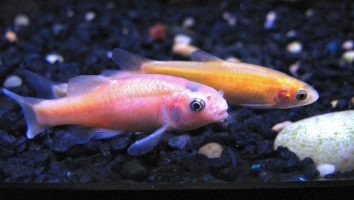 Rosy red minnow