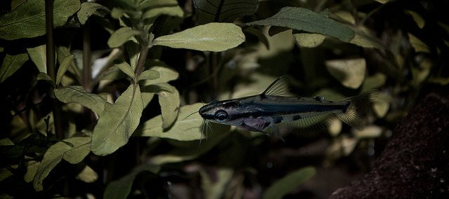 Shadow catfish