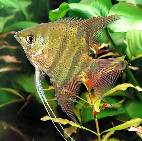 Spotted angelfish