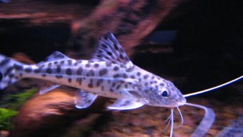 Spotted pimelodus