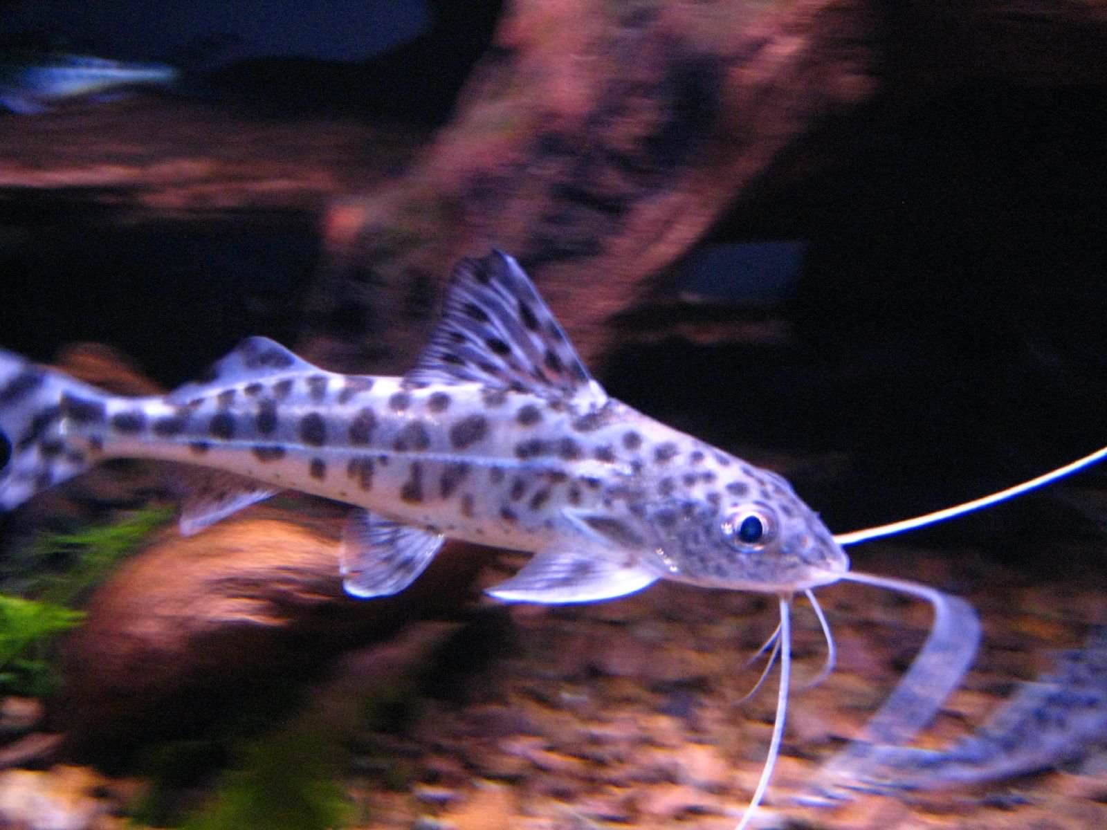 Spotted pimelodus