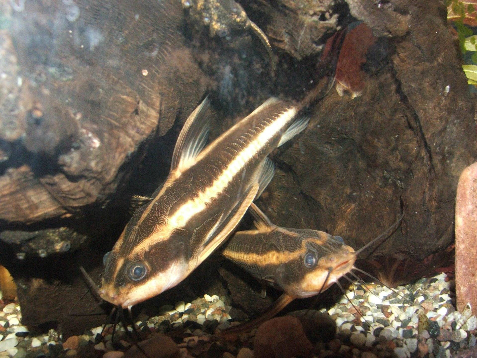 Striped raphael catfish