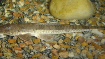 Whiptail catfish